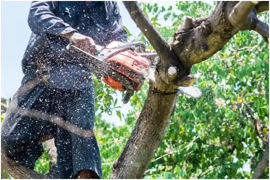 tree services Vieques